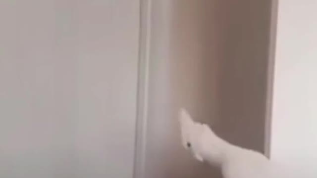 Parrot actually saying what the f**k// funny