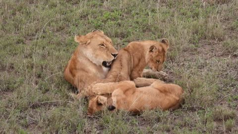 Lions Biting Each Other