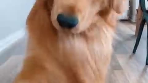 Funny dogs🐶🐶🐶🐶🐶🐕🐕🐕🐕🐕🐕🐕🐶🐕🐶🐶🐕