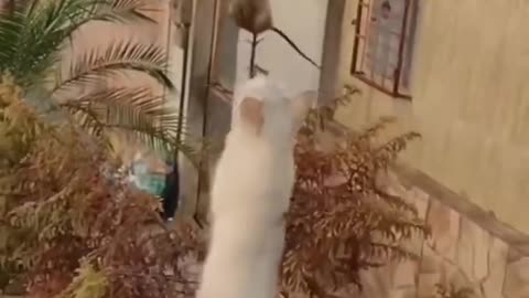 Funny animals1hub,funny animals cluib ， funny animals dancing我 youtube,funny animals fighting