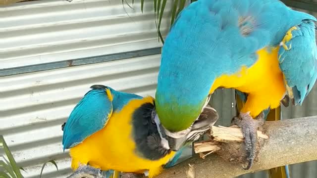 Needy parrot forces buddy to give more attention