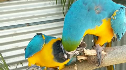 Needy parrot forces buddy to give more attention