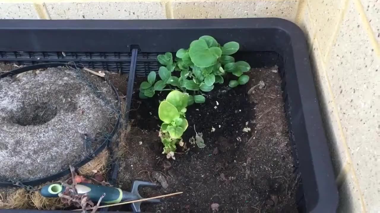 Herb Garden Pumpkin Serendipity 15 Jan 2019