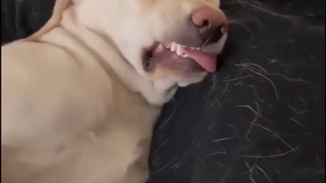 Dog & Nightmares | Imagine if humans would be making faces like these 😂🐶