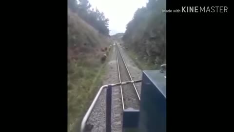 animals that hit by train - Animals vs Train #animals lovers