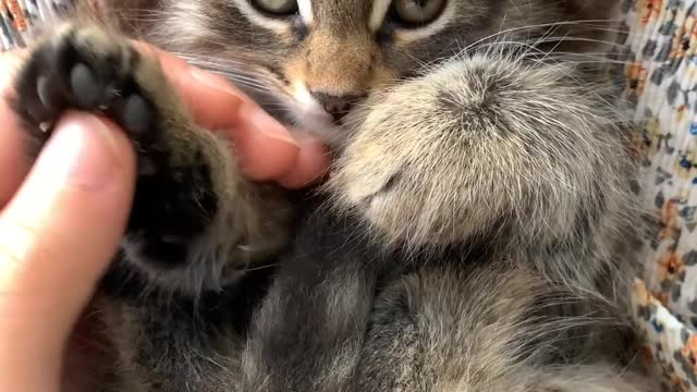 A Man Massaging The Paws Of The Kitten