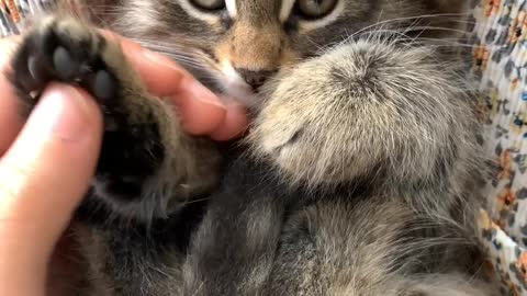 A Man Massaging The Paws Of The Kitten