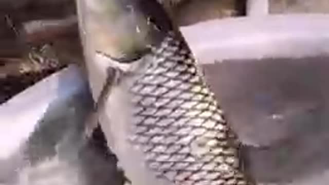 cat and fish funny video # shorts