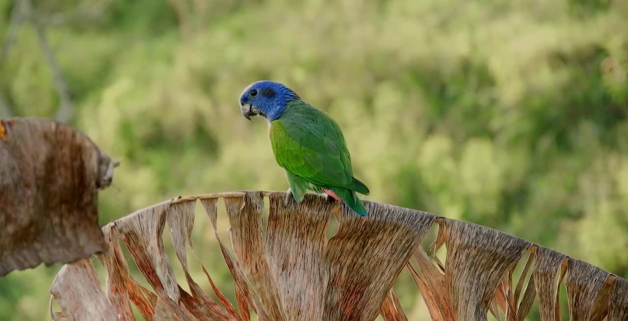 Breathtaking Colorful Birds of the Rainforest2 clips.qXaArm