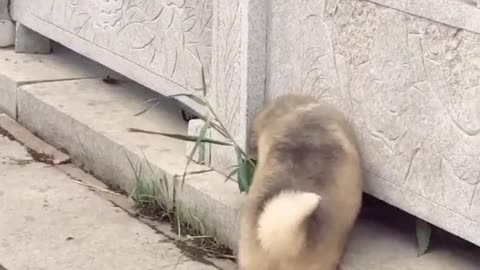 This dog will love you all his life