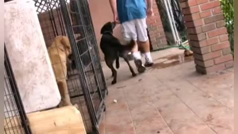 Dog training Videos with children and men Funny training Videos