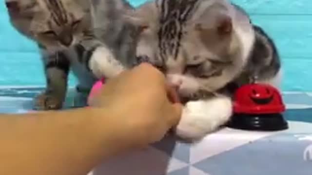 Lovely Cat black ,cuty cat funny scene