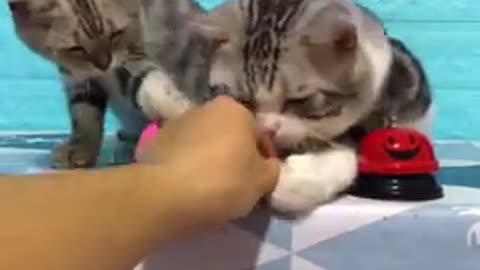 Lovely Cat black ,cuty cat funny scene