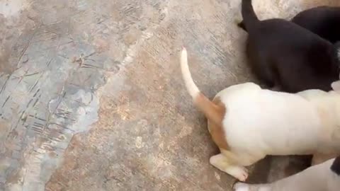 Pitbull feeding litter