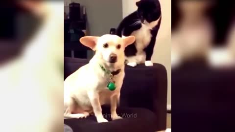Aww So Cute 😍 Funniest Cats and Dogs 😺🐶 part 2
