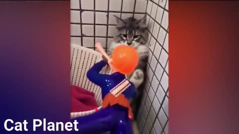 Funny Cats Video Compilation🥰 | Beautiful video 😍