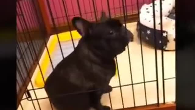 Cat funny video animal video tik tok video pet and animal short funny video