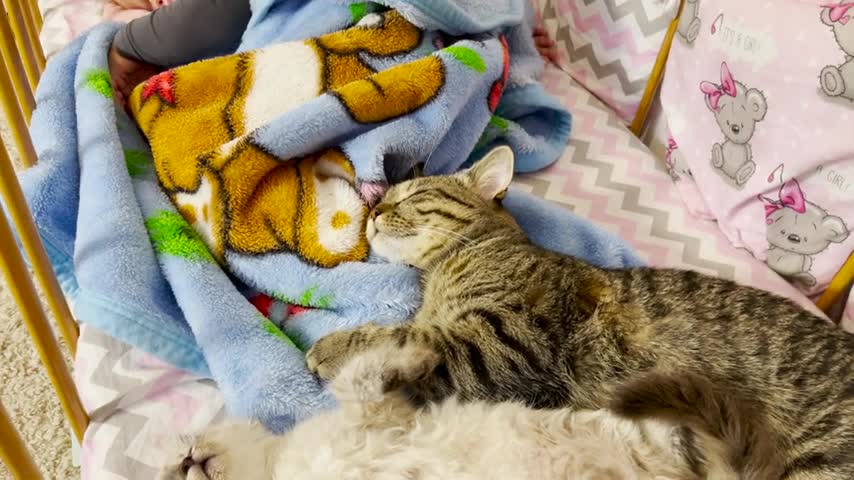 Cute_Baby_Sleeping_With_Cats