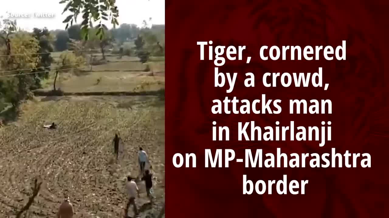 On cam: Tiger, cornered by crowd, attacks one man in MP