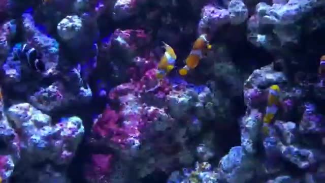 I can't stop marveling at the underwater world Incredible beauty!