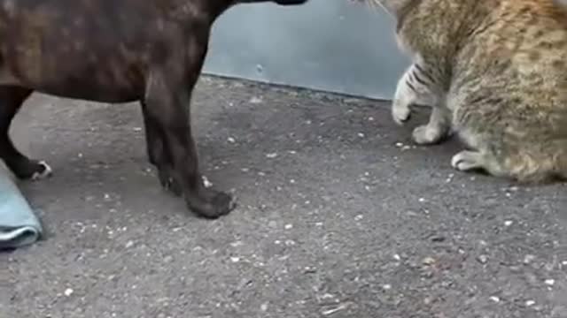 Cats_vs_dogs_2021_Part_2_(The_battle_begins)_Funny