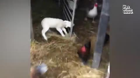 Funniest farm animals🤣🤣🤣🤣