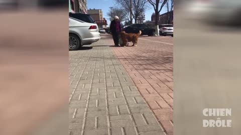 Essayer De Ne Pas Rire ✪ Vidéos Drôles de Chiens
