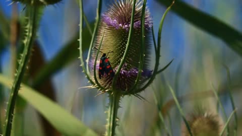 Butterfly close look HD