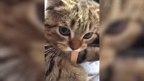 Funniest Cats And Dogs Videos 😻🐶 - Best Funny Animal Videos Of The 2021 Top