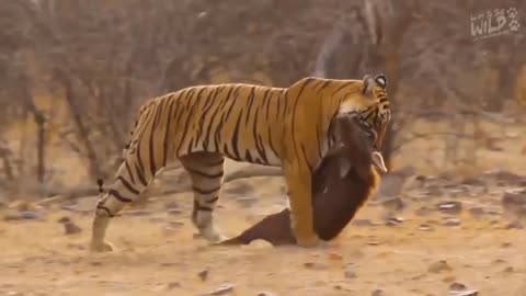 Wildlife in closer view with a natural perspective.
