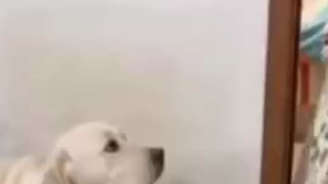 How to make Dog Become Aggressive Instantly With few Simple Tricks.