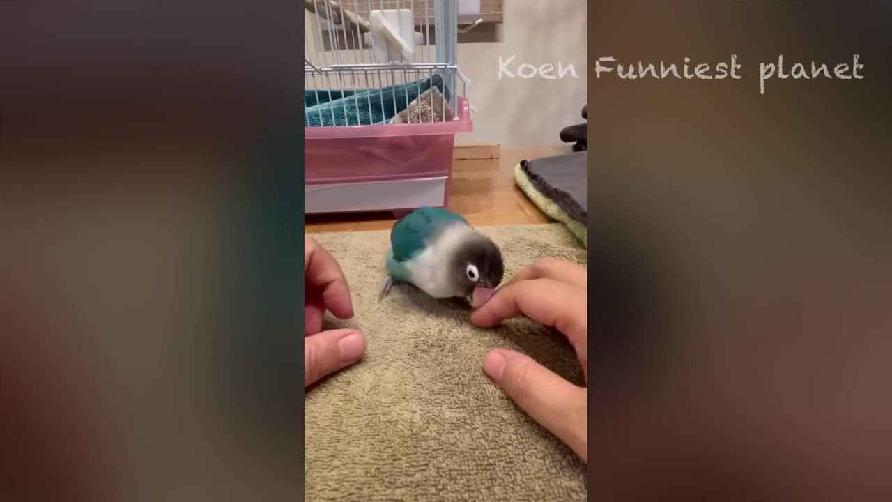 Funny Dogs And Cats Videos, 😅 - Best Funniest Animal Videos!