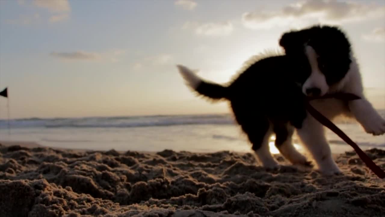 This Puppy Playing on the Beach