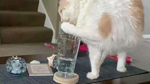 Smart Kitty