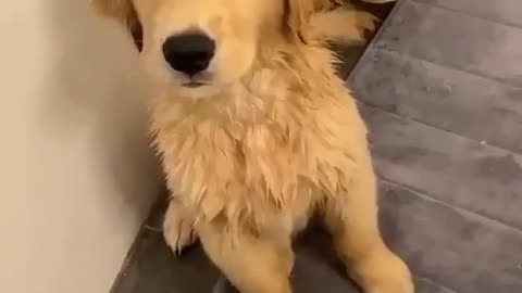 Cute funny dog video