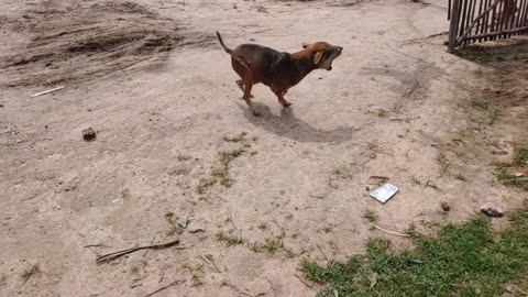 Fake Tiger Prank Dog So Funny Action 2021