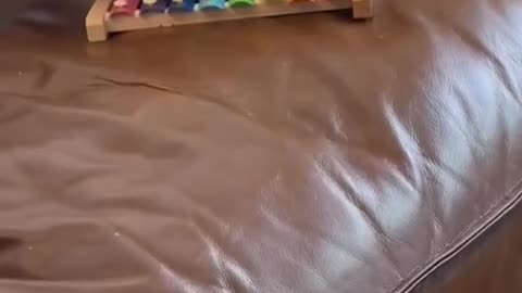 Funny parrot |cockatiel parrot | Funny birds | Funny animals