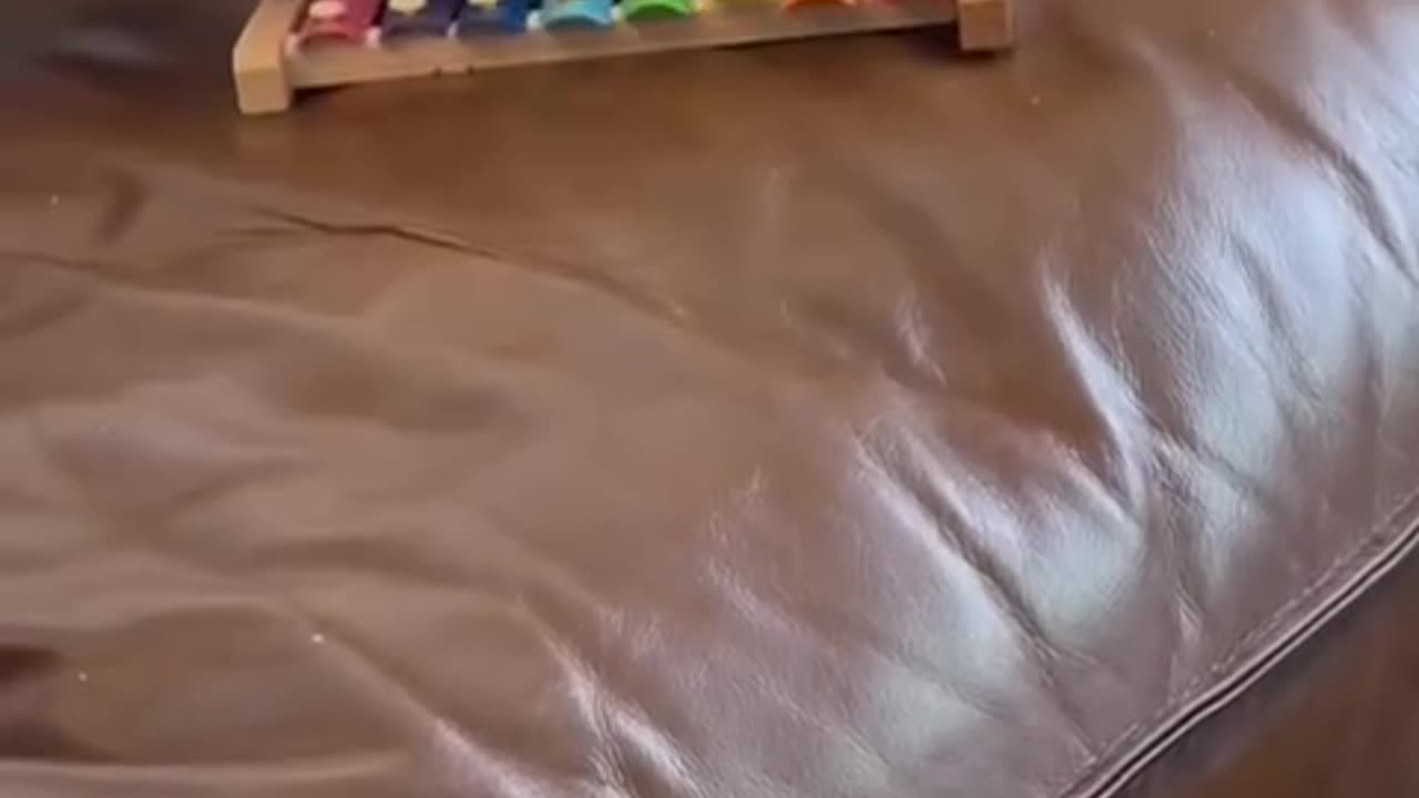 Funny parrot |cockatiel parrot | Funny birds | Funny animals