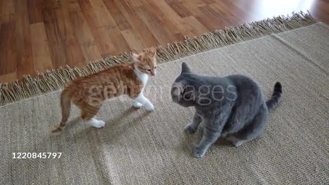 Obese cat and kitten cats fighting together in home