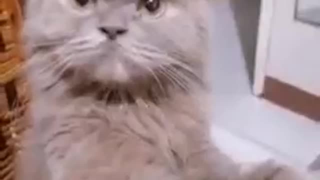 When the cat feel mad 🙀😂