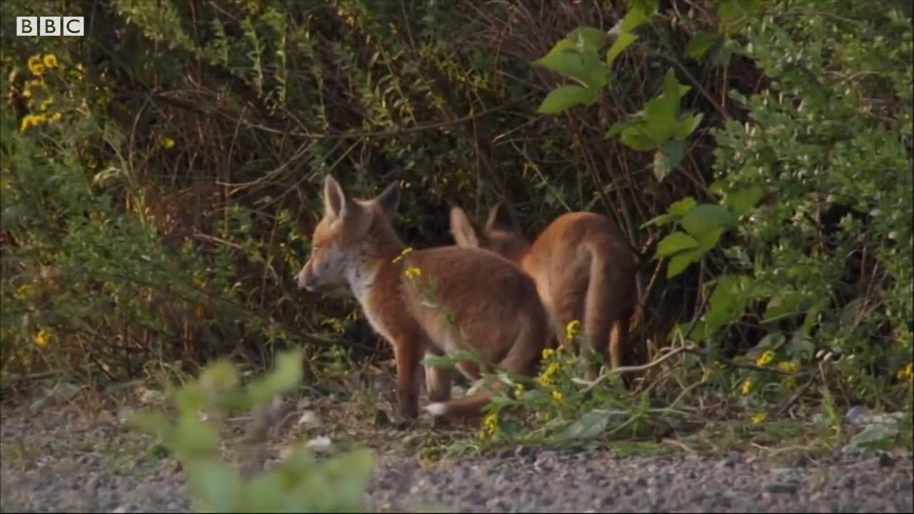 Crayfish Turf Wars | London's Wild Side | BBC Earth