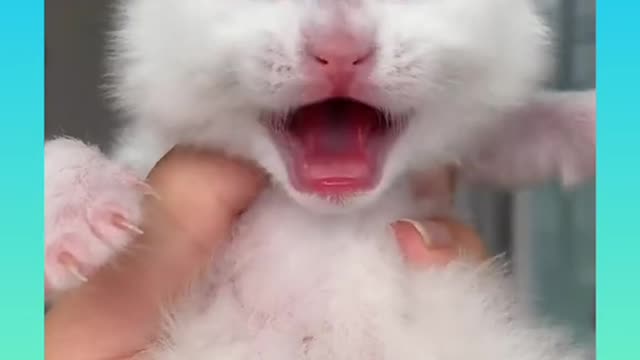 Cute Baby 🐈 crying MP4 2021