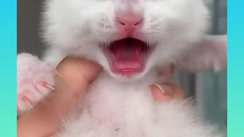 Cute Baby 🐈 crying MP4 2021