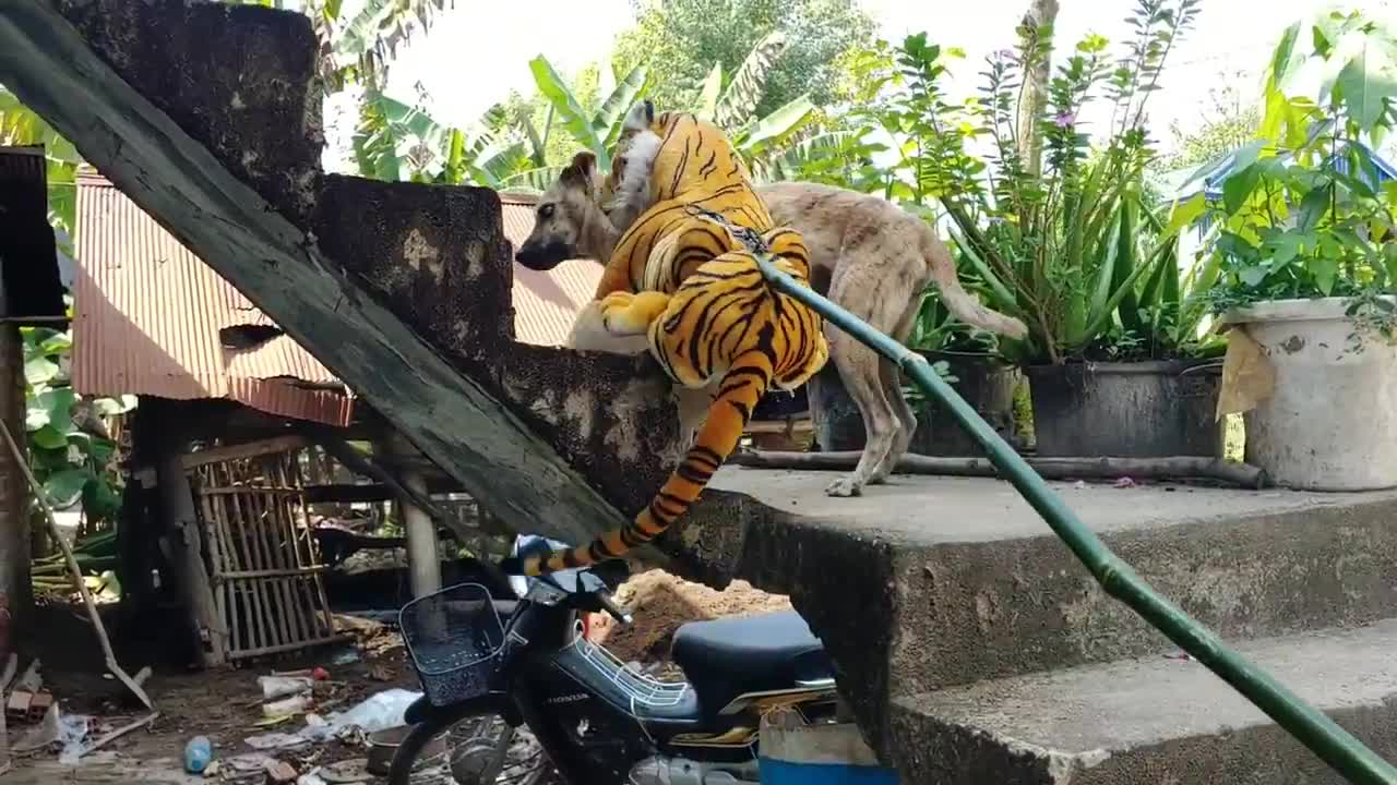 Wow Fake Tiger Prank Dog Run So Funny Prank 2021