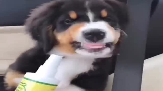 Baby Dogs Cute and Funny Dog Videos Compilation| Funny Puppy Videos 2021