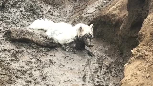 White dog stella sticks face directly into mud