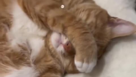 LOL, Crazy Funny Cute Cats Shorts Clips Best Funny Cats Videos Compilations 😺😂