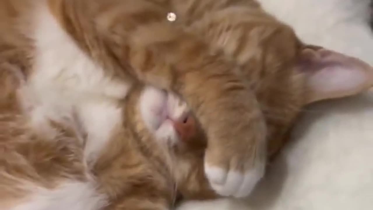 LOL, Crazy Funny Cute Cats Shorts Clips Best Funny Cats Videos Compilations 😺😂