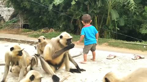 Monkey funny video