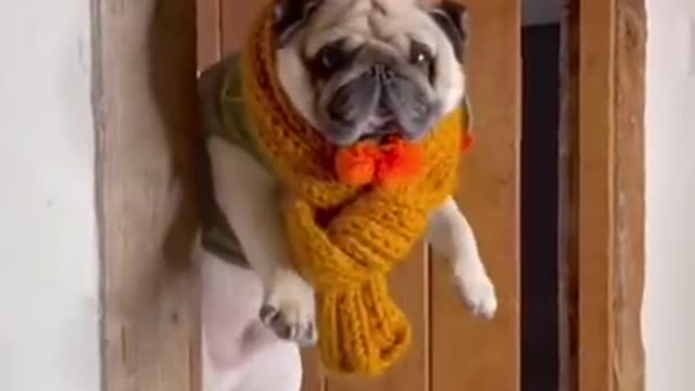 Ultimate Baby Dogs - Cute and Funny Dog Videos Compilation #Shorts